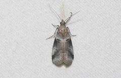 Acrobasis caliginella