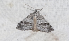 Scelidacantha triseriata