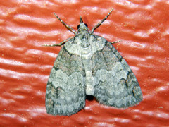 Hydriomena ruberata