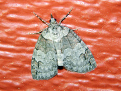 Hydriomena ruberata