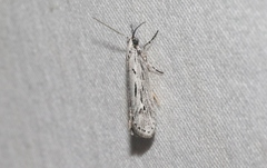 Ethmia discostrigella