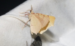 Slossonia rubrotincta