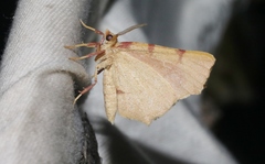 Slossonia rubrotincta