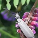 Ashgray Blister Beetle - Photo (c) a_cuell, some rights reserved (CC BY-NC), uploaded by a_cuell