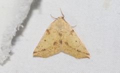 Neoterpes edwardsata