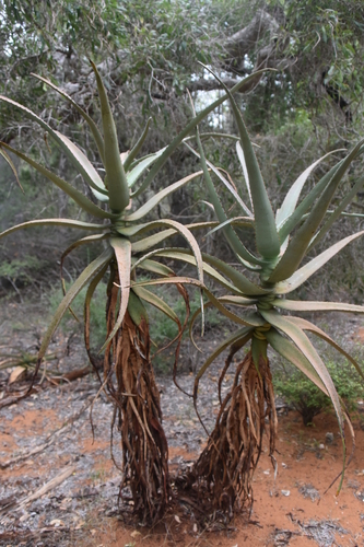 Aloe divaricata