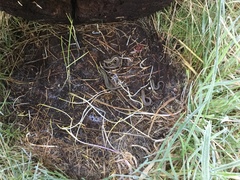 Oligosoma polychroma