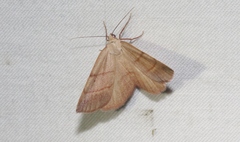 Drepanulatrix bifilata