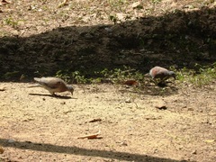 Leptotila plumbeiceps