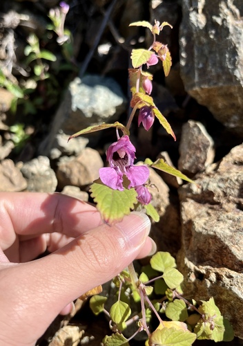 Impatiens subecalcarata