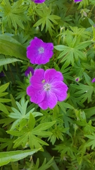 Geranium sanguineum