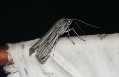 Cuculliinae