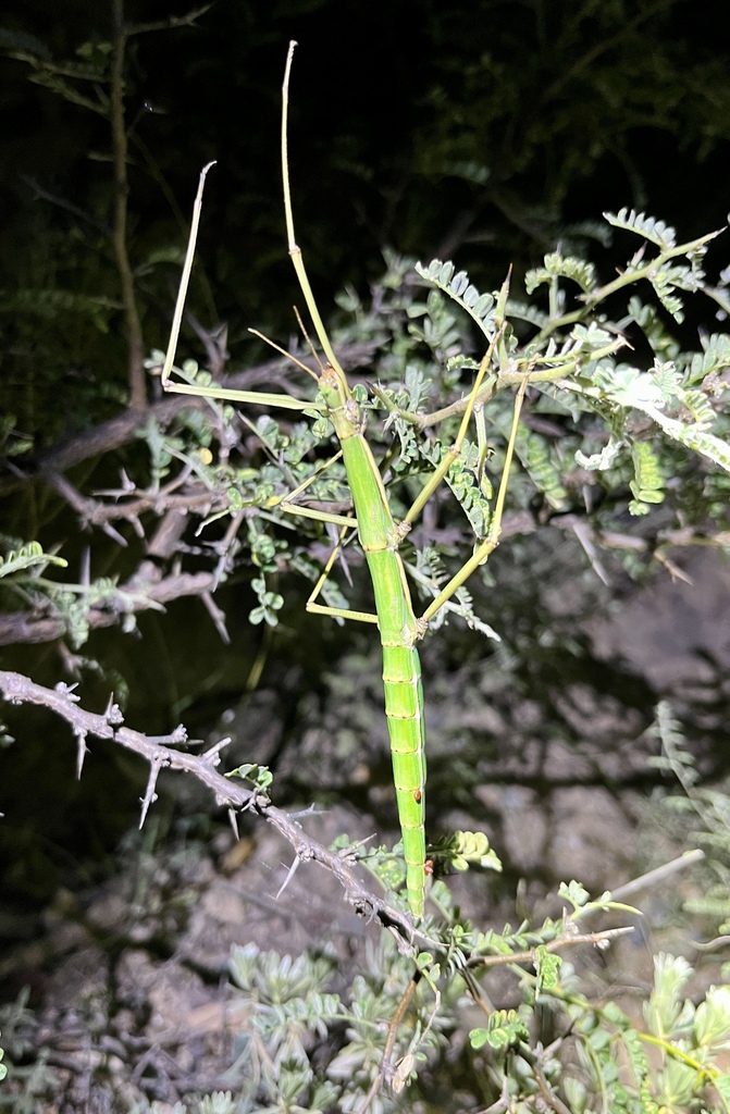 Gongylopus