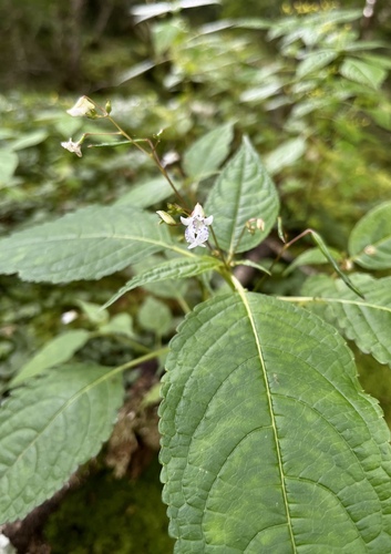 Impatiens margaritifera