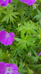 Geranium sanguineum