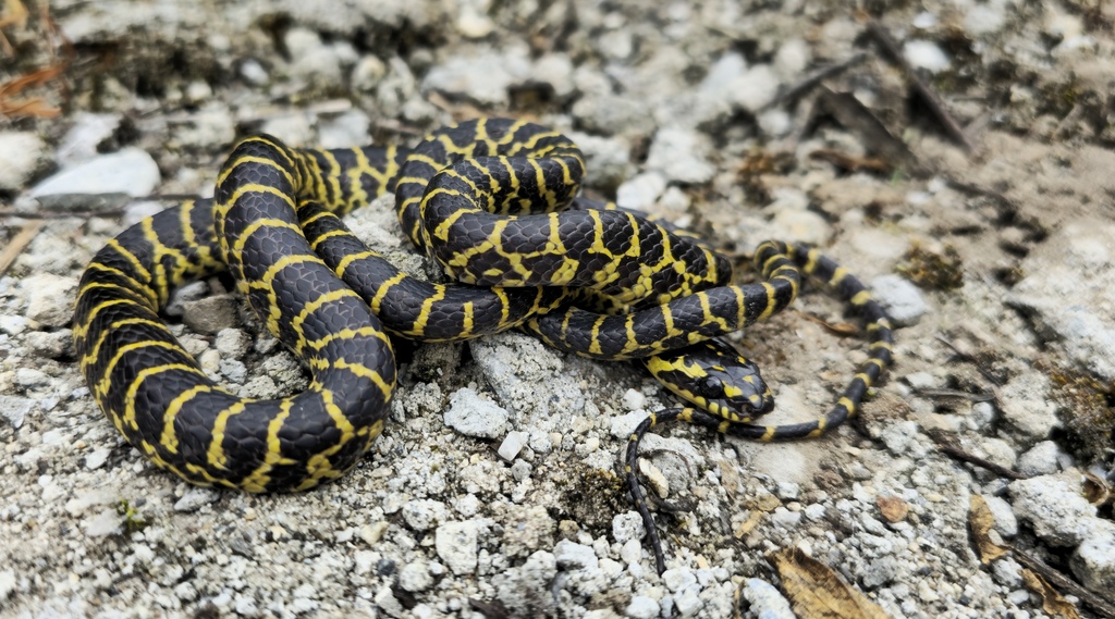 Zayu Wolf Snake