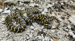 Zayu Wolf Snake photo 1