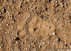 Ursus americanus machetes