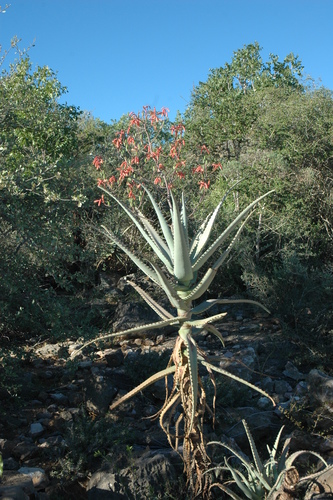 Aloe divaricata