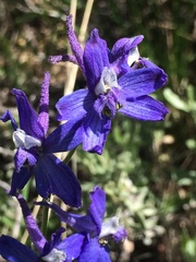 Delphinium depauperatum