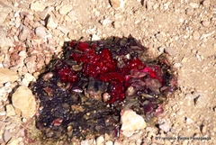 Ursus americanus machetes