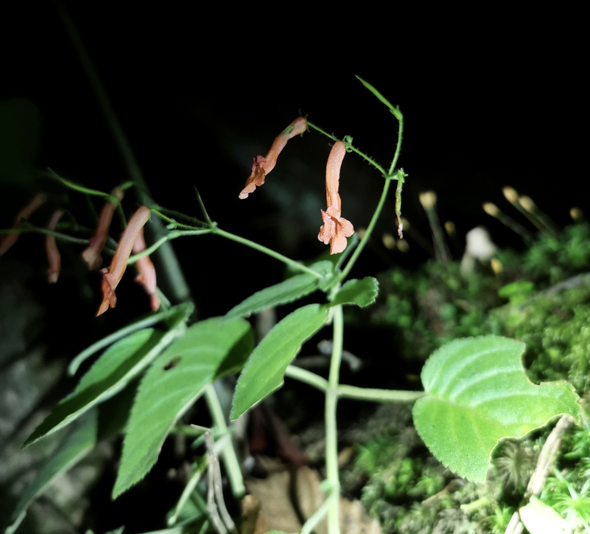 Didymocarpus silvarum