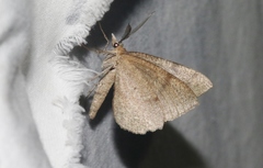 Sericosema immaculata