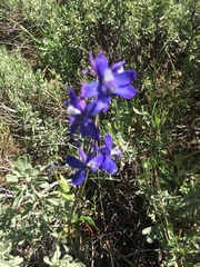 Delphinium depauperatum