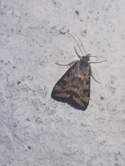 Pyrausta subsequalis