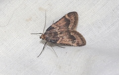 Aglossa cacamica