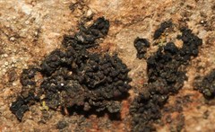 Collema nigrescens