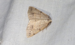 Drepanulatrix bifilata