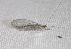 Eremochrysa punctinervis