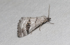 Scelidacantha triseriata