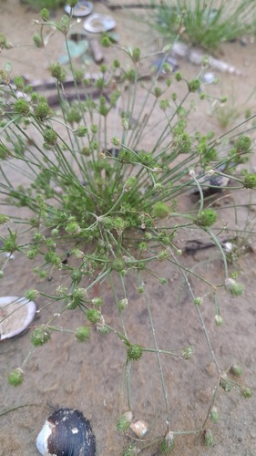Fimbristylis dipsacea, 2023-11-28