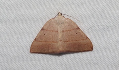 Drepanulatrix bifilata
