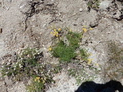 Cymopterus terebinthinus