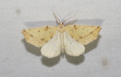 Neoterpes edwardsata