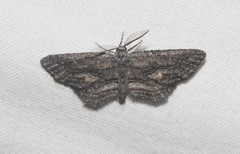 Aethaloida packardaria