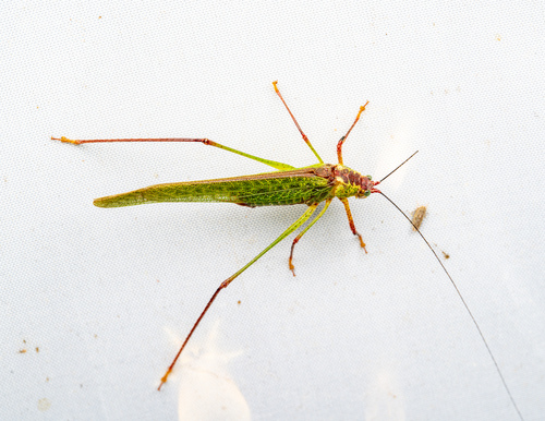 Letana rubescens
