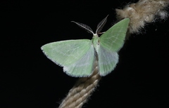 Synchlora graefiaria