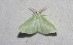 Synchlora graefiaria