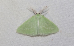 Synchlora graefiaria