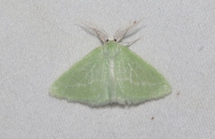 Synchlora graefiaria