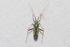Phytocoris vau