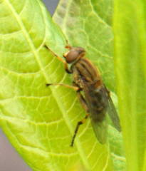 Parhelophilus divisus