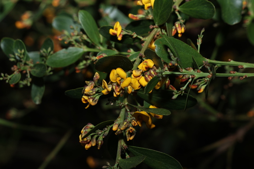 Image of Daviesia mimosoides by (c) Greg Tasney, some rights reserved (CC BY-SA)