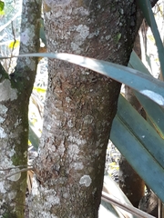 Lithraea brasiliensis
