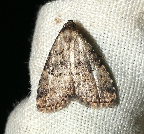Visitation Moth photo 4