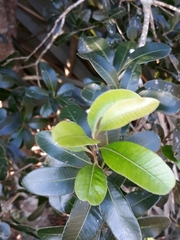 Lithraea brasiliensis